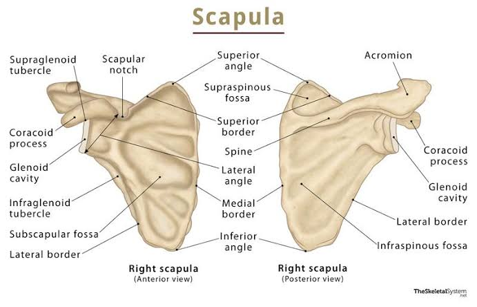 <p>Shoulder blade.</p>