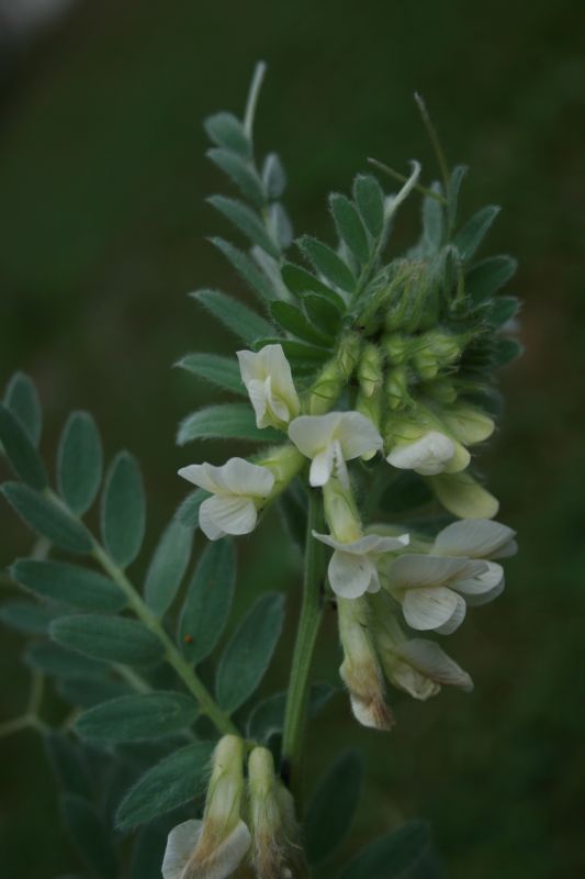 <p>Panonska grašica-Vicia pannonica</p>