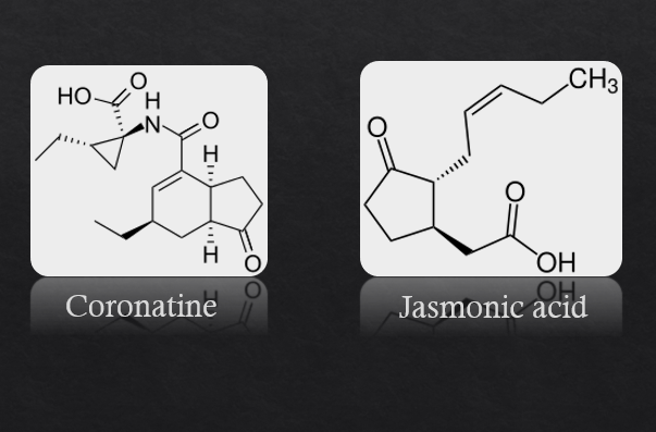 <p>Example 1 : mimicking host antigens.  Parasite, Psuedomonas syringae produces coronatine. Coroatine mimic the plant hormoen jasmonic acid and suppresses the plant immune response.  </p><p>Example 2: European Rabbits and Myxoma virus. Myxoma virus was introduced to reduce populations of invase rabbit, but the virus became less lethal over time.</p><p>Example 3 : Parasites better able to affect hosts they are familiar with compared to new hosts</p><p>Example 4: parasites infect common host genotypes more easily than rare genotypes </p>