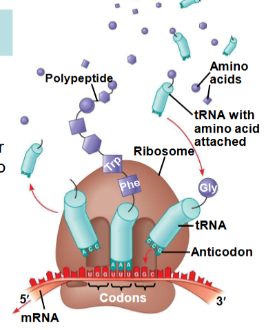 <p>anticodon</p>