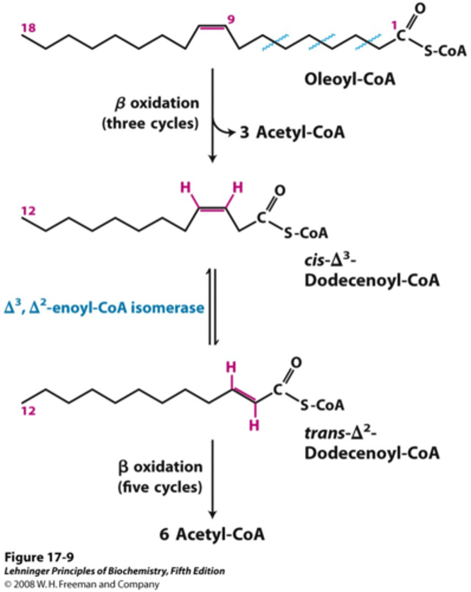 <p>Initially, the beta oxidation enzymes ignore the kink and process the fatty acid normally.</p><p>Once the fatty acid has been cleaved down to where the cis double bond is at C3 (the beta carbon) acyl CoA dehydrogenase can no longer use the FA as a substrate.</p><p>A different enzyme is then required: ∆3,∆2-enoyl-CoA isomerase. It moves the double bond, such that the cis∆3 fatty acid becomes a trans ∆2 fatty acid.</p><p>The normal beta oxidation enzyme for step 2, enoyl-CoA hydratase, can then use the trans ∆2 fatty acid as a substrate. As a result, beta oxidation proceeds normally after this point.</p><p>HOWEVER, one fewer FADH2 is produced, overall, since one acyl-CoA dehydrogenase step was skipped.</p>