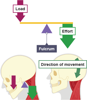 <ul><li><p>Axis in the middle </p></li><li><p>Not many examples in the human body </p></li><li><p>Amplifies force or speed depending on axis location and arm lengths </p></li></ul><p></p>