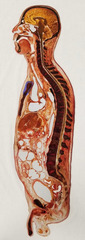 knowt flashcard image