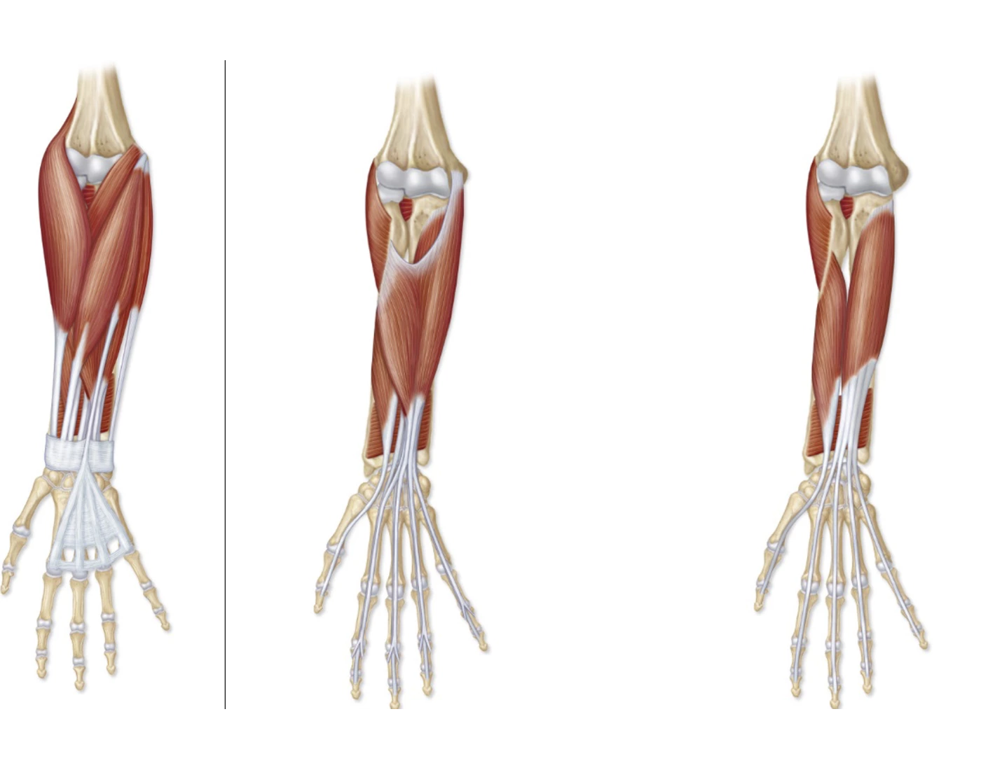 <p>Antebrachial</p>