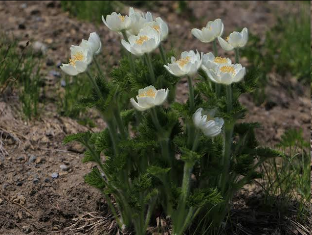 <p>a high-altitude perennial that blooms as soon as the snow melts. It features large, showy, bowl-shaped flowers with five to seven creamy-white, petal-like sepals and a dense center of yellow stamens. Following its brief bloom, it produces a distinct, fluffy, feather-duster seed head</p>