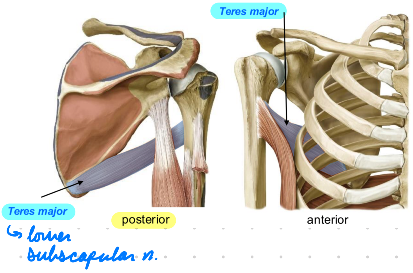 <p>Posterior</p><p>Innervation: Lower subscapular n.</p><p>Action:</p><ul><li><p>Arm adduction</p></li><li><p>Arm internal rotation</p></li></ul><p></p>