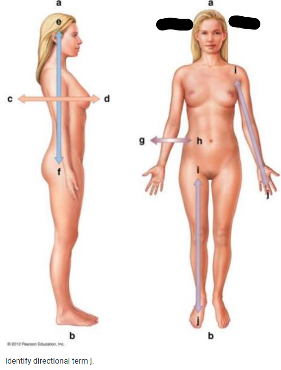 term image