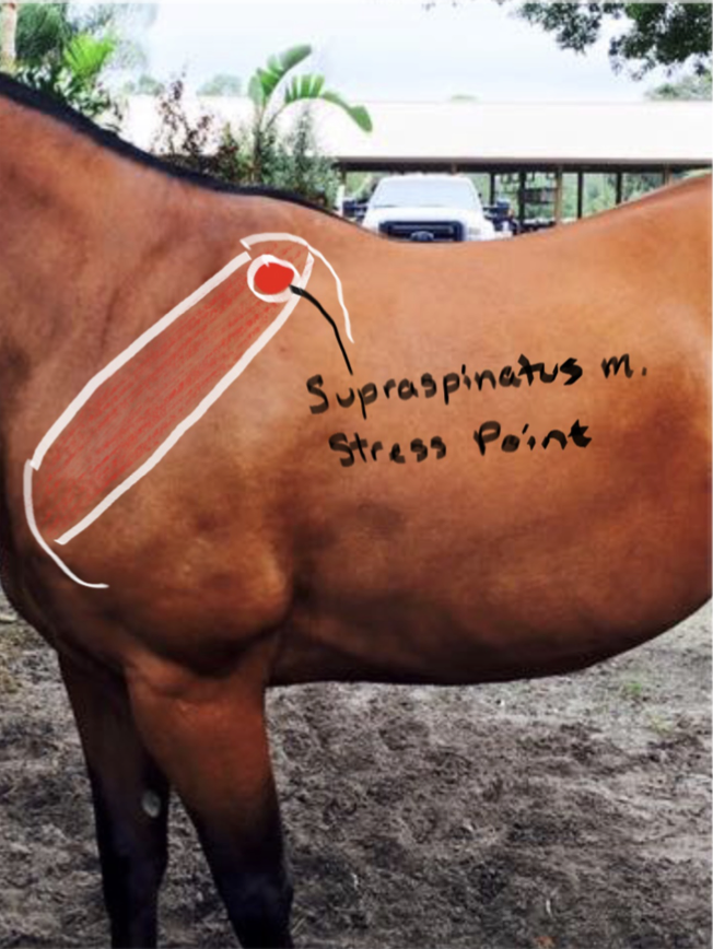 <p>Supraspinatus muscle; prevents lateral dislocation of shoulder joint and entexends shoulder joint. </p>