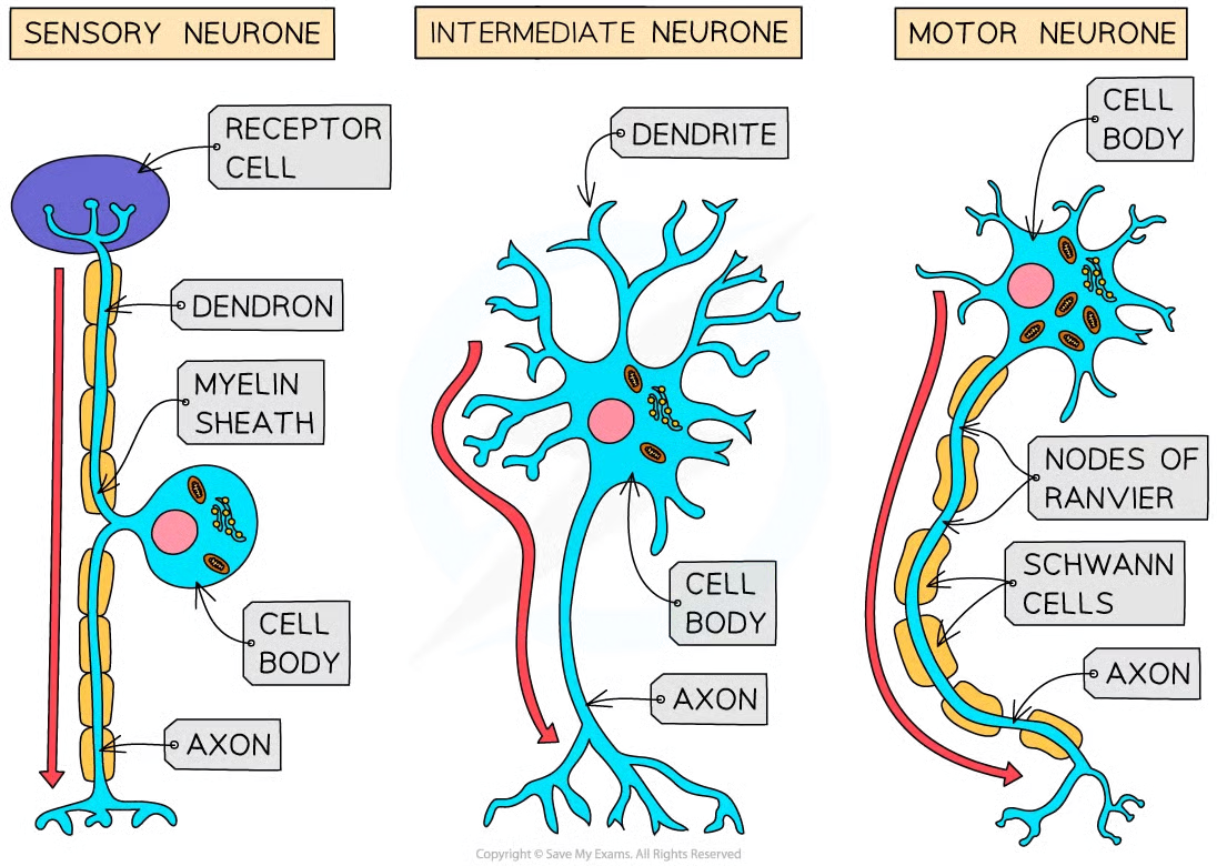<ul><li><p>contains nucleus, but no centrioles as it doesn’t reproduce</p></li><li><p>dentrites are small, branched extentions of axon head</p></li><li><p>synaptic knobs</p></li><li><p>cell body = soma</p></li><li><p>the thing connection the neuron body and the long thing (axon) is the axon hillock</p></li></ul><p></p>
