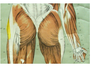 <p>What is the highlighted muscle? what is its action? </p>