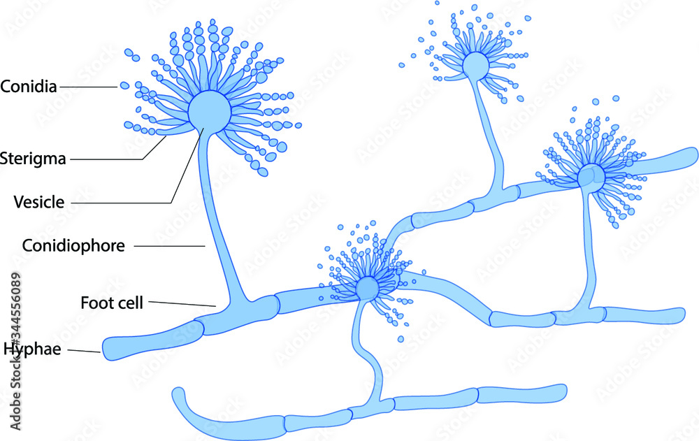 <p>aspergillus</p>