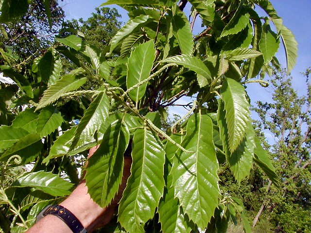 <p>common name</p>