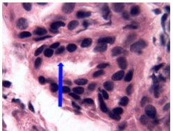 <p>Secretion and absorption, 2 layers, more protection for high use but controlled functions, GLANDS, for leaking substances</p>