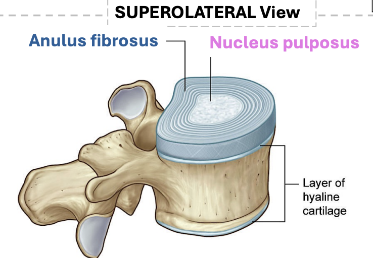 <p>ventral sclerotome</p>
