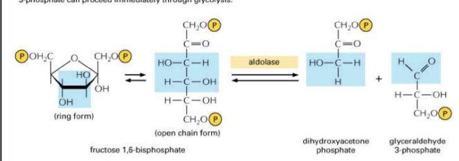 <p>Dit is de aldolase reactie. Hierbij wordt de 6-koolstof suiker gesplitst in twee 3-koolstofmoleuclen. Dit zijn: Dihydroxyacetine fosfaat en Glyceraldehyde-3-fosfaat. De eerder genoemde is een dood punt en moet omgezet wroden in het later genoemde. </p><p>Fructose 1,6-bifosfaat → Dihydroxyacetone fosfaat + Glyceraldehyde 3-fosfaat. </p>