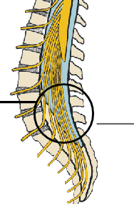 <p>Name these 2 structures</p>