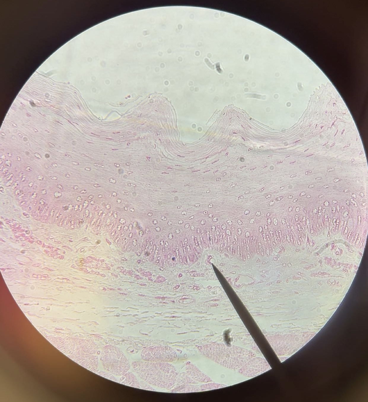 <p>tissue</p>