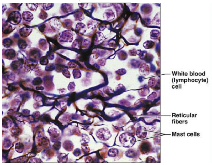 <ul><li><p>has fibers that supports multiple cells (WBC/mast cells) </p></li><li><p>lots of ground substances </p></li><li><p>lymph nodes</p></li></ul><p></p>