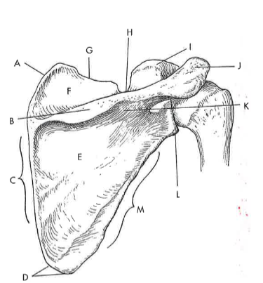 <p>E</p>