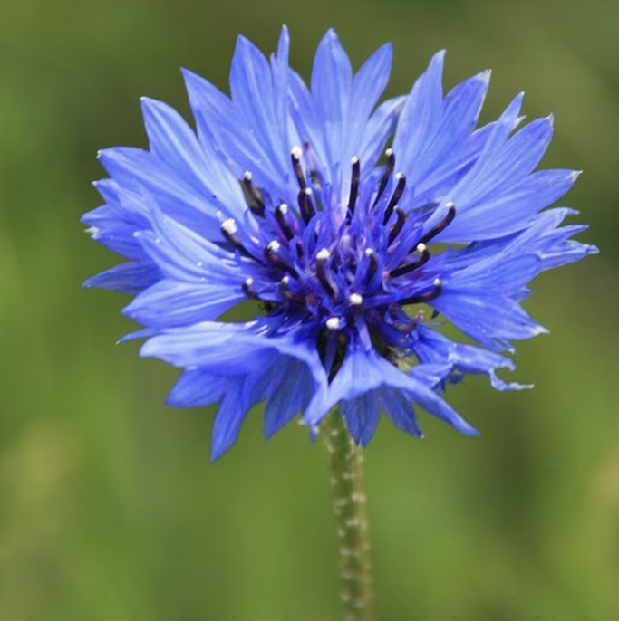 <p>Cornflower Latin name</p>