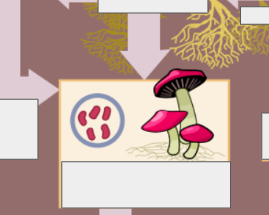 <p>nitrogen cycle: name the step</p>