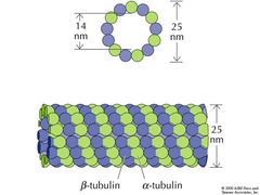 <p>Largest in size and give structural integrity to cells. Made of tubulin protein. Form centrioles and are found in cilia and flagella </p><p>Cilia- hair like projections made of tubulin only found in eukaryotes. Line outside of eukaryotic cells and function in locomotion of cell itself or fluids (i.e. cilia in lungs remove debris).</p><p>Flagella- found in both pro/eukaroytes. Function in locomotion and fluid movement. Eukaryotic flagella made of tubulin, prokaroytic, flagellin (NOT MICROTUBULE)</p>