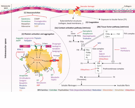 <ol><li><p>Espasmo vascular (clot/clotting)</p></li><li><p>Platelet plug</p></li><li><p>Coagulation pathway</p></li></ol><p>Tenemos unos vasos que la mantienen pero cuando se rompen tenemos los mecanismos de coagulación sanguínea. Cuando la sangre coagule, esta se convierte en sólido. Otro mecanismo es la vasoconstricción. El cuerpo regula el flujo de sangre en las zonas en las que se está perdiendo la sangre. El sistema tiene un límite y no es muy grande. Dependiendo de la pérdida sanguínea que tenga, el sistema funcionará o no.</p>