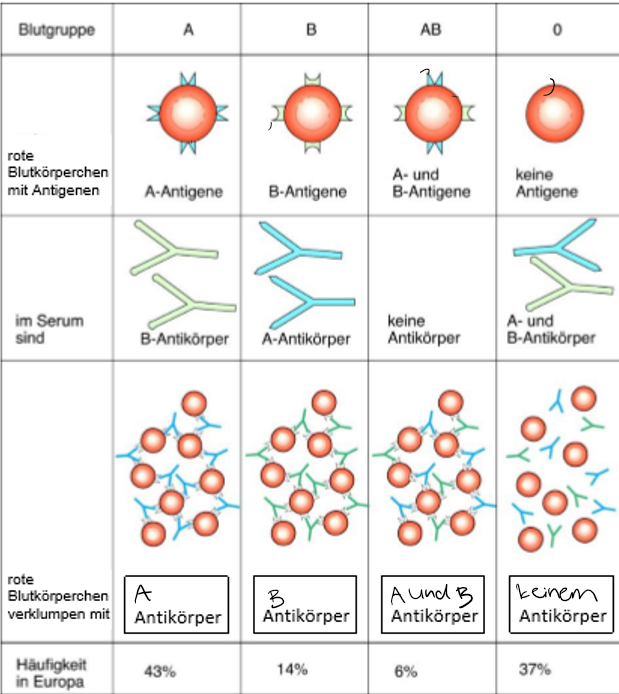 <p>Menschen haben eine der vier Blutgruppen:</p><ul><li><p><strong>A</strong></p></li><li><p><strong>B</strong></p></li><li><p><strong>AB</strong></p></li><li><p><strong>0 (Null)</strong></p></li></ul><p>Die Blutgruppe wird durch <strong>Antigene auf der Oberfläche der roten Blutkörperchen</strong> bestimmt.</p><p><strong>Antigene</strong></p><ul><li><p>Antigene sind <strong>Proteinstrukturen auf Erythrozyten</strong>.</p></li><li><p>Sie werden von den Eltern vererbt.</p></li><li><p>Sie bestimmen die Blutgruppe.</p></li></ul><p><strong>Antikörper</strong></p><ul><li><p>Antikörper befinden sich im <strong>Blutplasma</strong>.</p></li><li><p>Sie erkennen und binden fremde Antigene.</p></li><li><p>Treffen passende Antigene und Antikörper aufeinander → <strong>Verklumpung der roten Blutkörperchen</strong>.</p></li></ul><p></p>