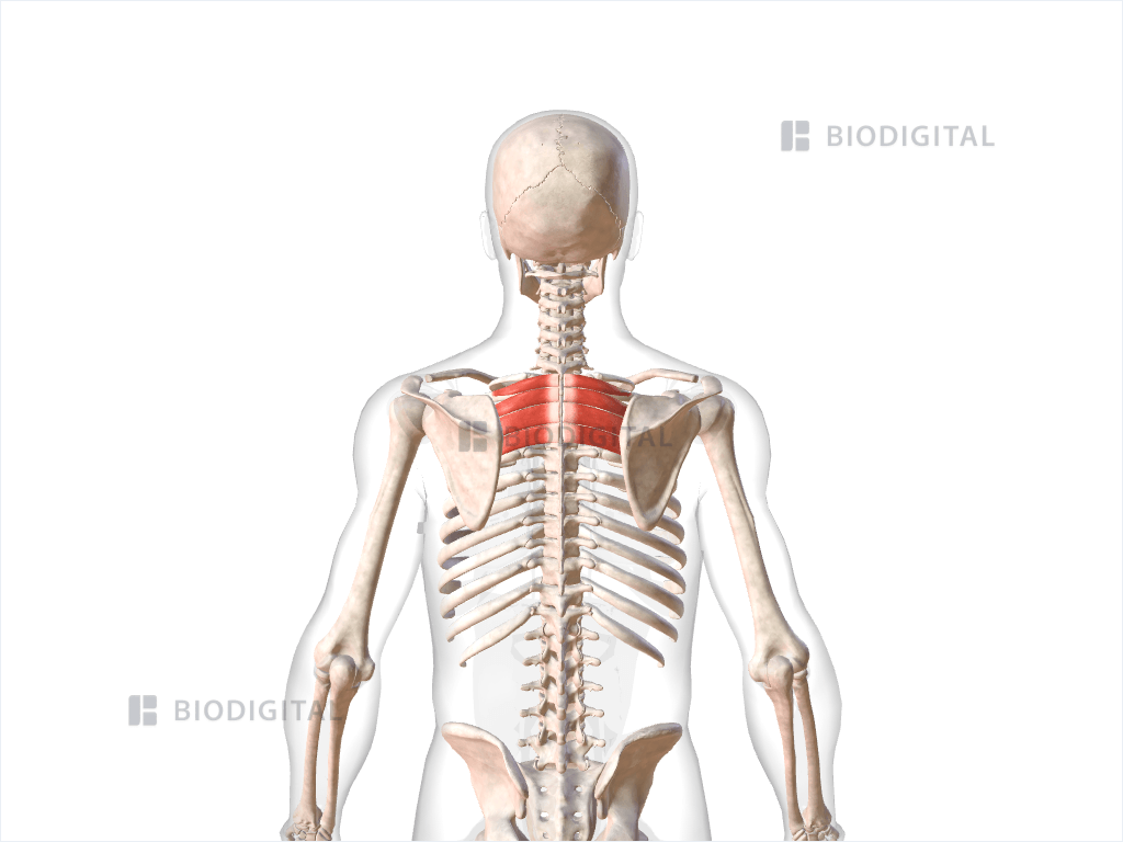 <p>Name the muscle!</p>