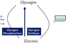 <p>- Phosphorylase: ↓ in activity → STOPS glycogen breakdown </p><p>- Synthase: ↑ in activity → cells START making glycogen</p>