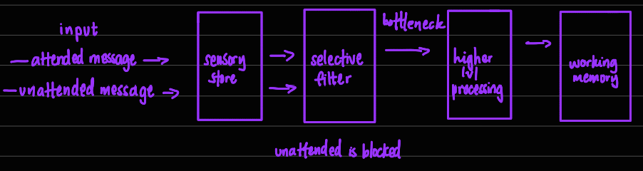 <p>bottlebeck: selective filter</p><p>attenuation filter: filtered stimuli are dampened not blocked, salient can pass through → explains lunchline effect</p>