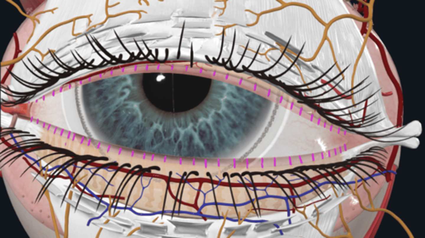 <p>What is the function of the tarsal glands (Tarsofascial layer) in the eyelids?</p>