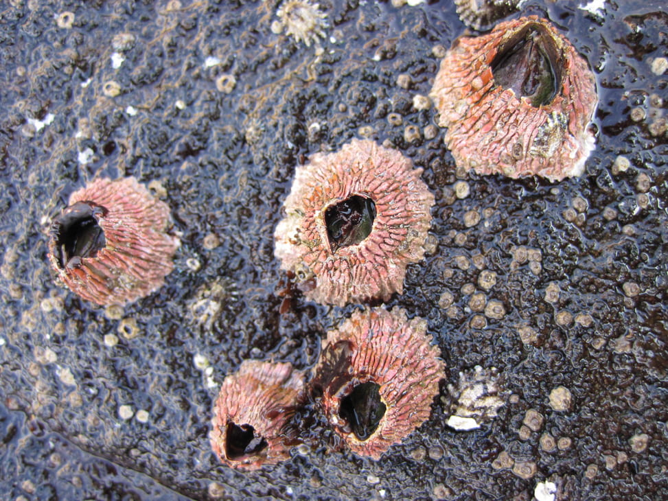 <p>Red Thatched Barnacle</p>