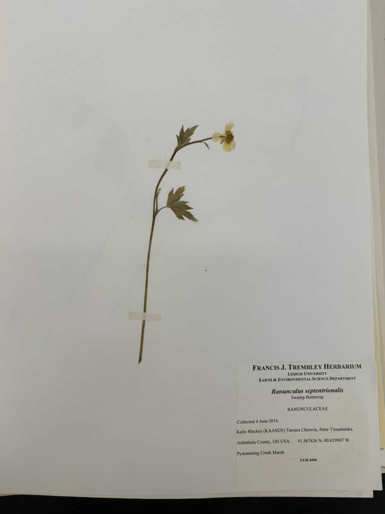 <p>Swamp buttercup</p>