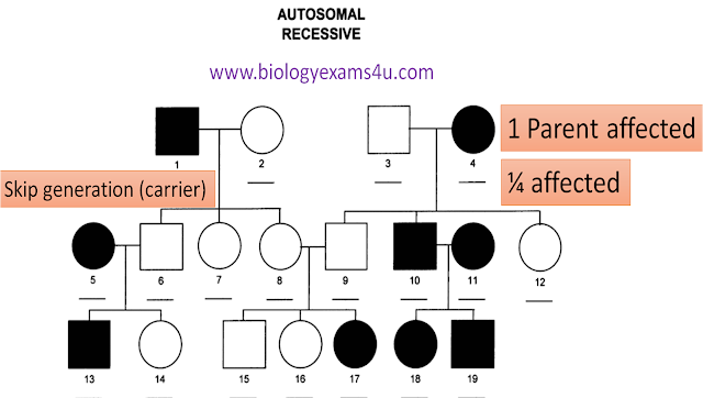 <p>Exam evidence:</p><ul><li><p><span>If both parents are affected, all offspring affected</span></p></li><li><p><span>Two unaffected (carrier) parents can have an affected child</span></p></li></ul><p></p><ul><li><p>Small samples can misrepresent the true pattern</p></li><li><p>Large samples: males and females affected equally</p></li></ul><ul><li><p><span>Carriers let the trait skip generations</span></p></li><li><p><span>Two carriers → 25% chance of affected child</span></p></li><li><p><span>Actual ratio in one family may differ, since probability resets each birth</span></p></li></ul><p></p>