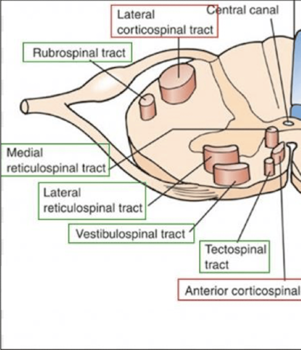 <p>Main pathway for skilled, voluntary movements of limbs.</p>