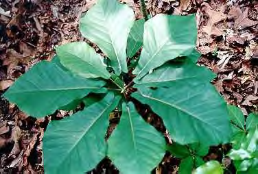 <p>•</p><p>Mesic forests, ravines</p><p>•</p><p>Similar to M. fraseri</p><p>•</p><p>Key Characters:</p><p>•</p><p>Deciduous</p><p>•</p><p>Smooth bark</p><p>•</p><p>Rhombus-shaped leaves (pandurate)</p><p>•</p><p>Auriculate leaf bases</p><p>•</p><p>Glabrous terminal buds</p>