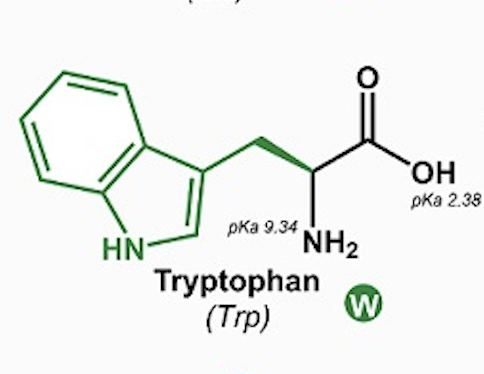 <p>Tryptophan (Trp, W)</p>