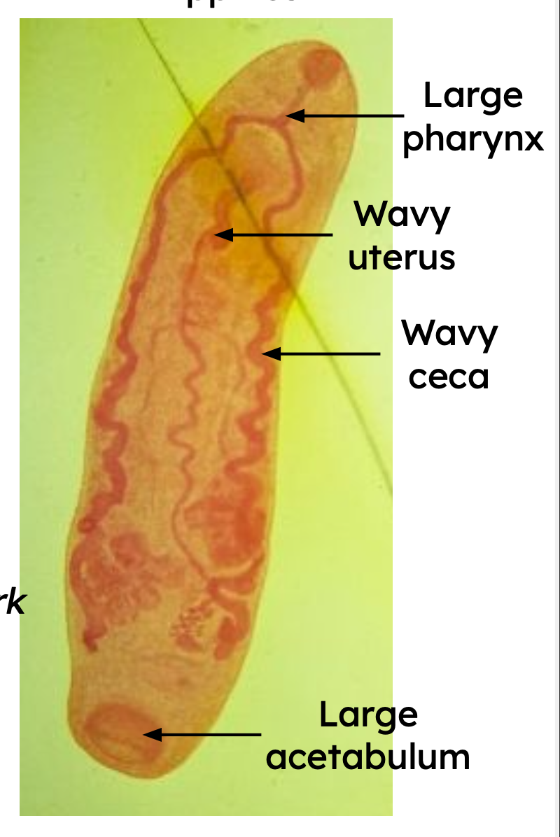 <p>Identification: </p><p>Common name:</p><p>Organ loc: </p><p>Intermediate Host:</p><p>Definitive Host:</p><p>Family:</p>