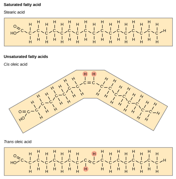 <p><strong>Saturation: </strong>No double bonds, tightly packed, less fluid.</p><p><strong>Unsaturated: </strong>Double bonds, linked, more fluid.</p>