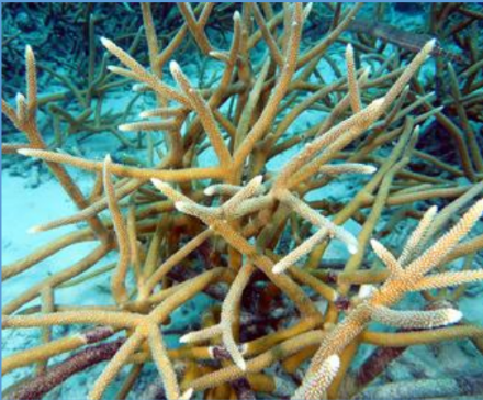 <p>What is this branching coral from the Scleractinia order?</p>
