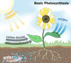 <p>An environmental factor (biotic or abiotic) that prevents a population from increasing - determines carrying capacity</p>