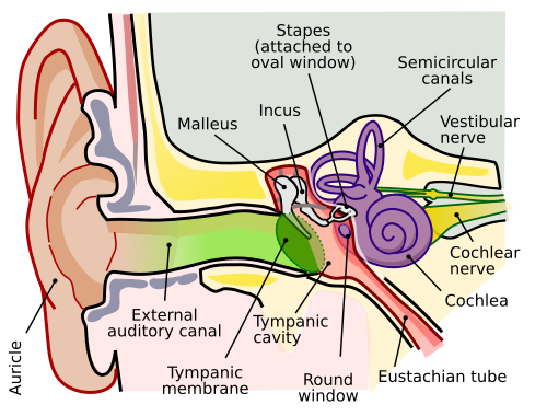 <ul><li><p>auditory ossicle bones</p><ul><li><p>malleus </p></li><li><p>incus</p></li><li><p>stapes</p></li></ul></li><li><p>pharyngotympanic tube</p></li></ul><p></p>
