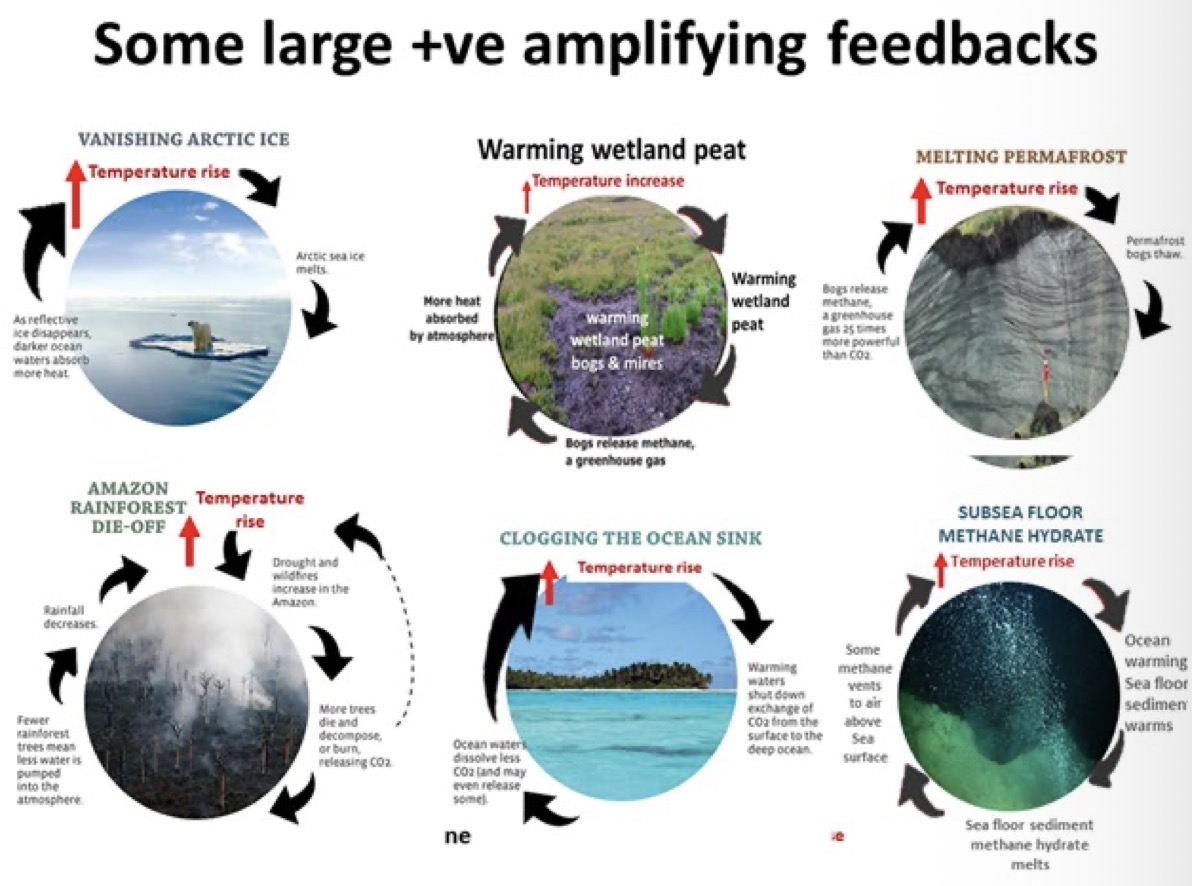 <p>Feedback mechanism: promotes change —> enhanced </p>