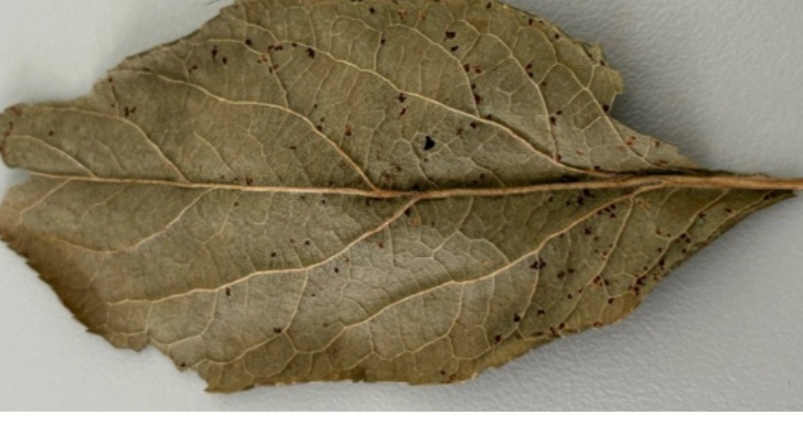 <p>Tranzchelia discolor - rumena češpljeva rja </p>