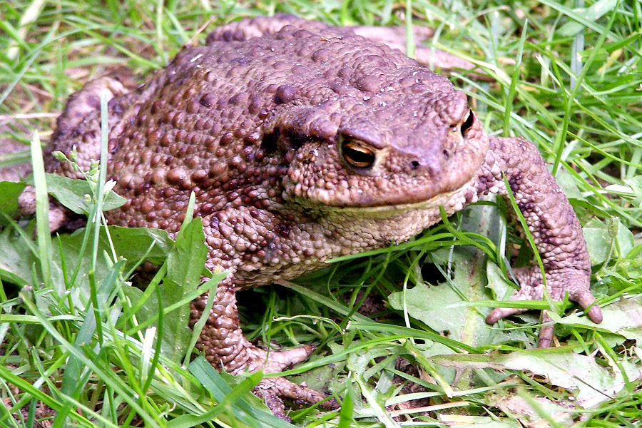 <p>zorničky tvaru vodorovné čáry</p>