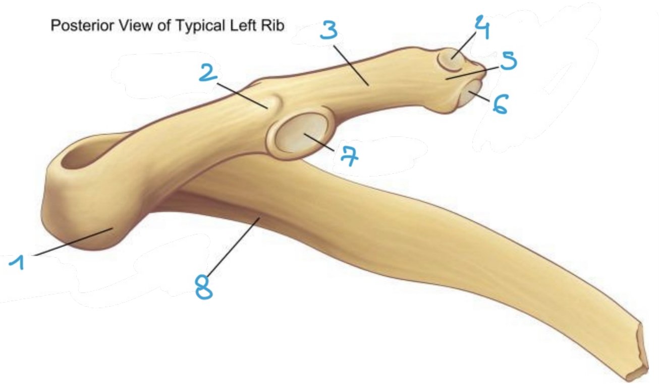 <p>identify structure #6 of the posterior view of rib</p>