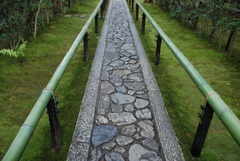<p>Con đường mòn</p>