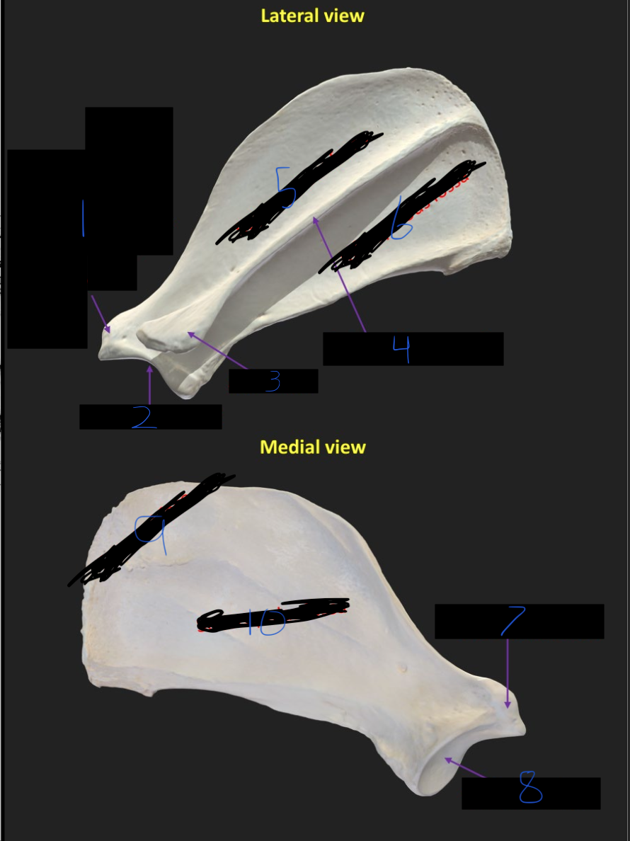 <p>Name these parts of the scapula</p>