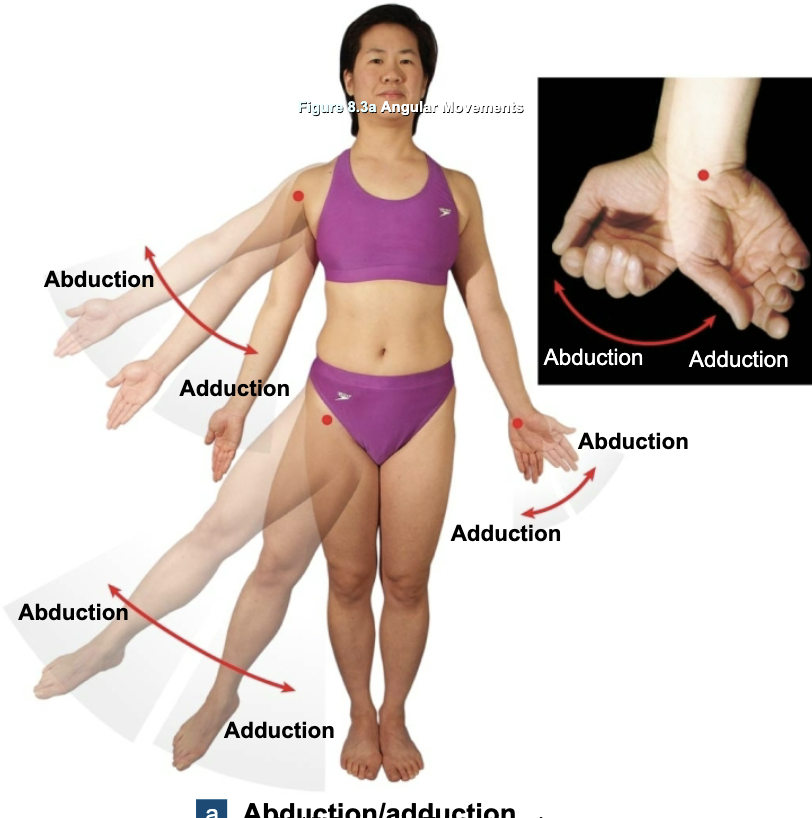 <p>Abduction vs. Adduction (Joint Motion)</p>